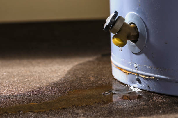 Best Basement water damage restoration  in Alderson, WV