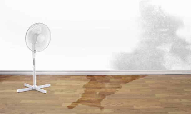 Best Professional water damage repair  in Alderson, WV