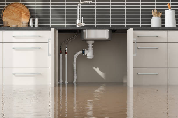 Best Professional water damage repair  in Alderson, WV