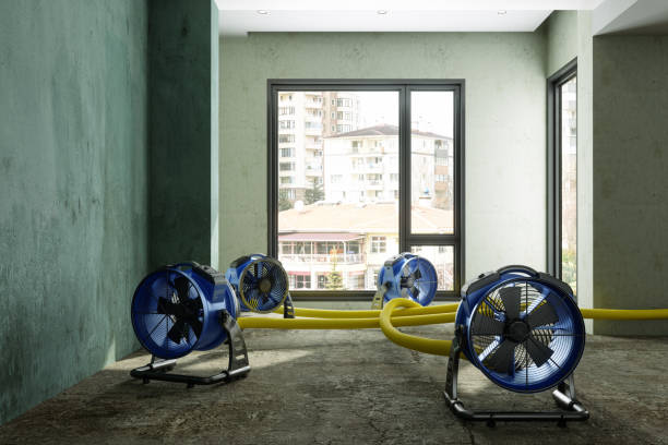 Best Carpet water damage restoration  in Alderson, WV
